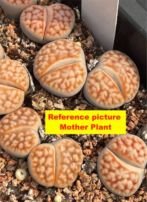 Lithops karasmontana  F96E