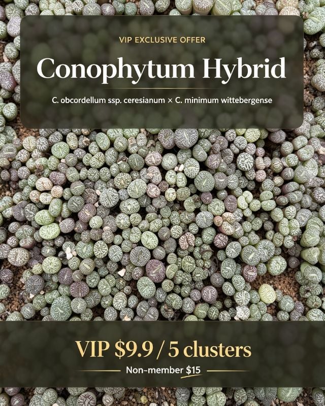 Conophytum Hybrid *C. obcordellum* ssp. *ceresianum* × *C. minimum* 'wittebergense' | 5 clusters set