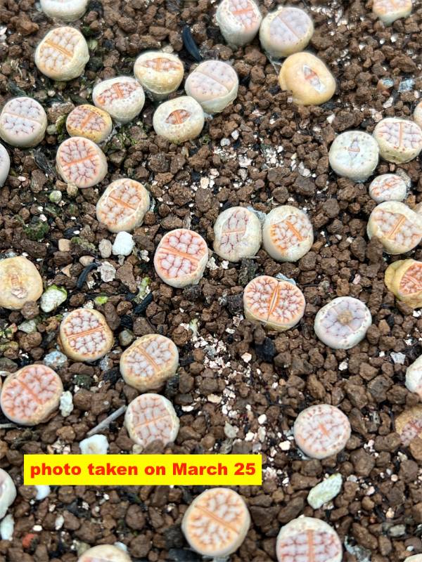 Lithops gracilidelineata (C262 ex)