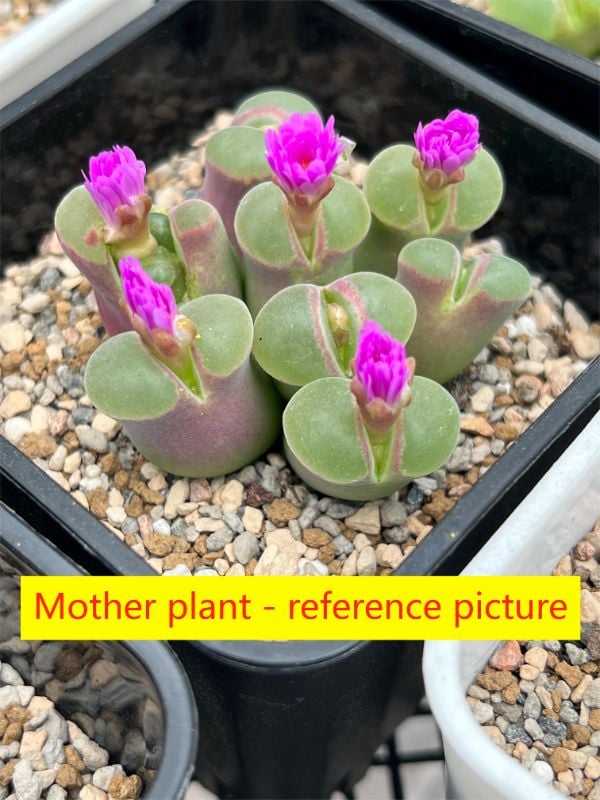 Conophytum section Ophthalmophyllum, LAV 28126, nicknamed 'Pink Lady'
