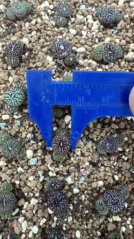 Conophytum Minimum Wittebergense RR714 （Best selected)