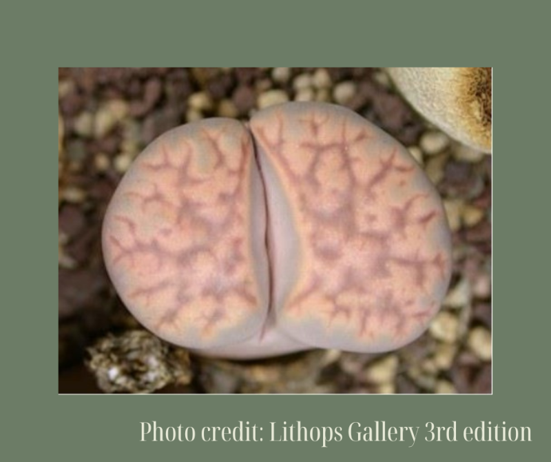 L. karasmontana ssp. karasmontana v. tischeri
C182 龙纹玉 -Seeds capsule (estimate: at least 200 pcs seeds)