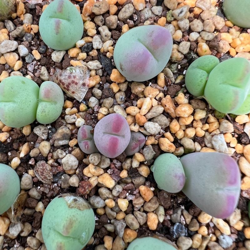 Conophytum Hybrid (C. bilobum X Maughanii  )