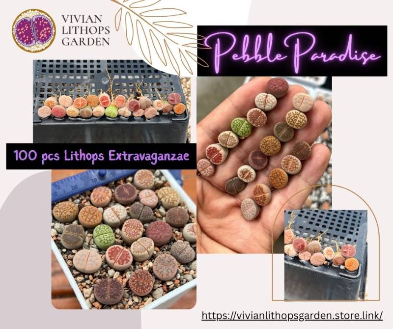 Pebble Paradise: 100 pcs Lithops Extravaganza