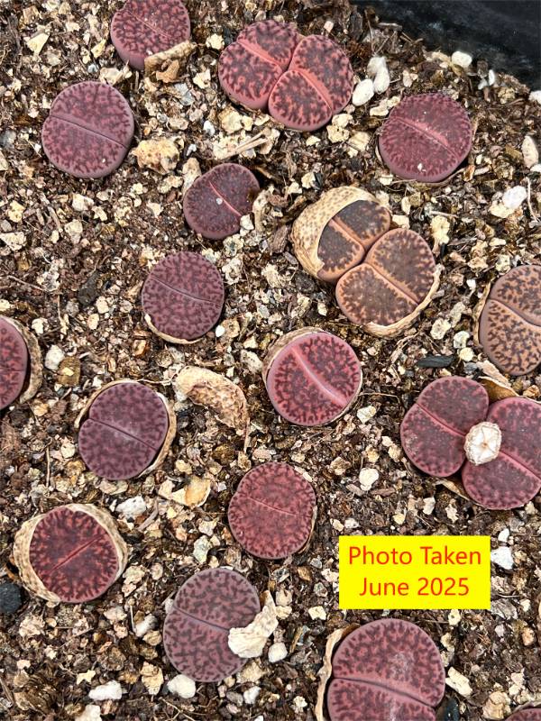 "Embers"   Lithops bromfieldii  v. glaudinae ' Embers  ' -  4 years plant