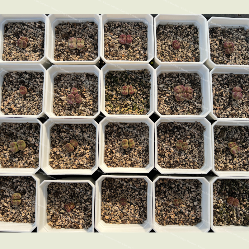 Conophytum Maughanii Hybrid Adult Plants - 20 pots