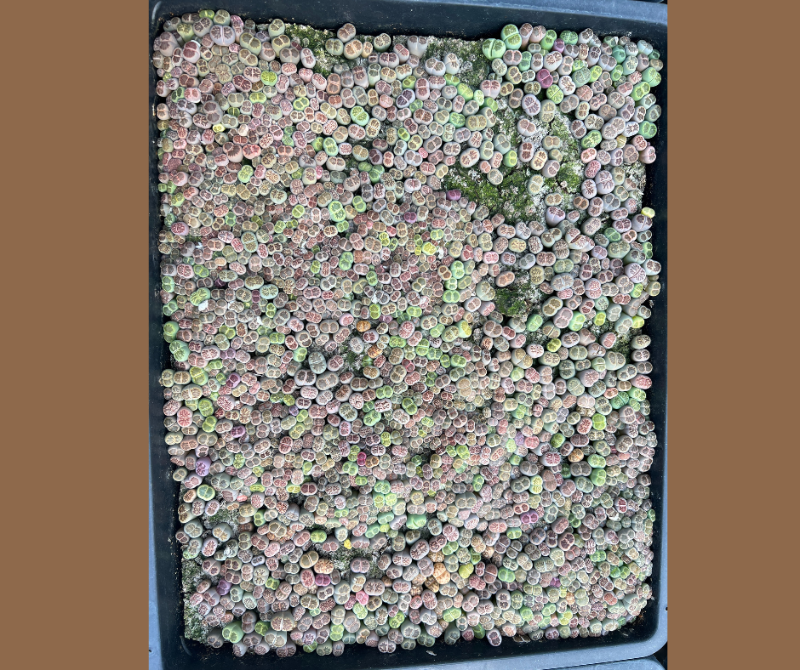 Lithops Kiku - green and multi color 1 + year - sell in whole tray