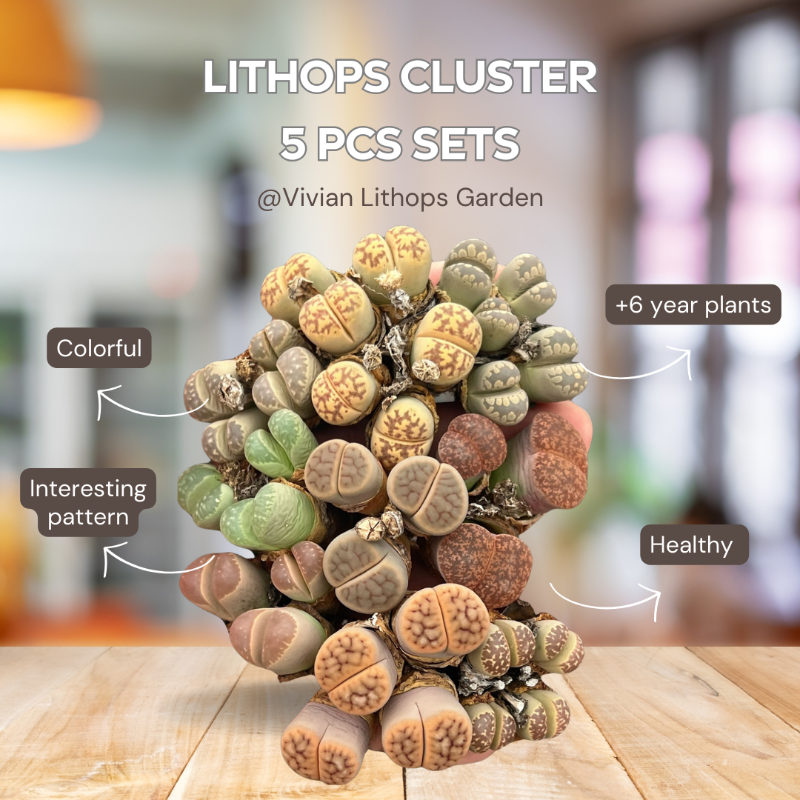 Tiny Treasures, Big Value: Lithops Cluster 5 pcs Sets Steal the Summer Spotlight