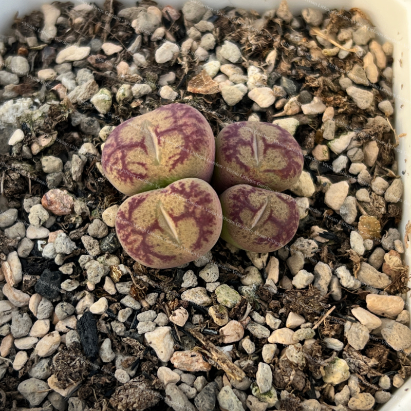 Conophytum Maughanii Hybrid Adult Plants - 20 pots