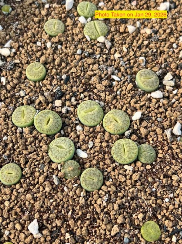 Vertigo – Lithops gracilidelineata ‘Vertigo’ per piece