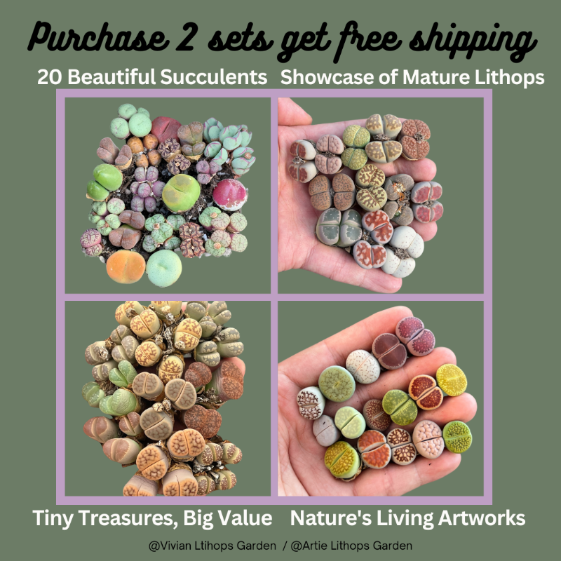 🌱Rare Succulent Steals - FREE Worldwide Shipping 🌱with 2 sets purchase