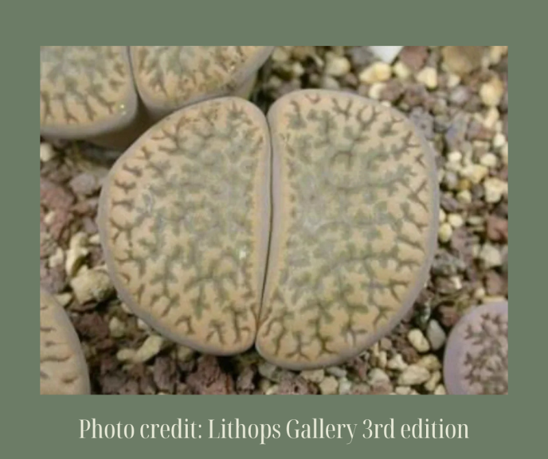 L. hookeri v. dabneri C85富贵玉1616.32
-Seeds capsule (estimate: at least 200 pcs seeds)