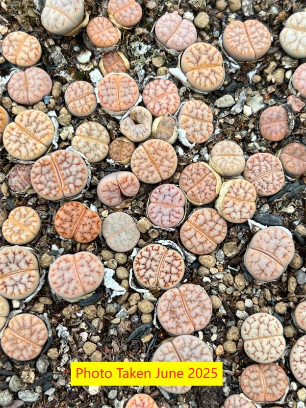 Lithops  gracilidelineata Hybrid ' Cafe au lait X C374
