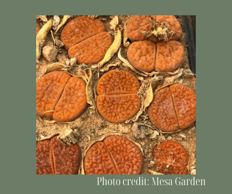 L. hookeri v. hookeri C142B富贵玉1616.18
-Seeds capsule (estimate: at least 200 pcs seeds)