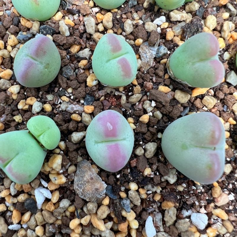 Conophytum Hybrid (C. bilobum X Maughanii  )