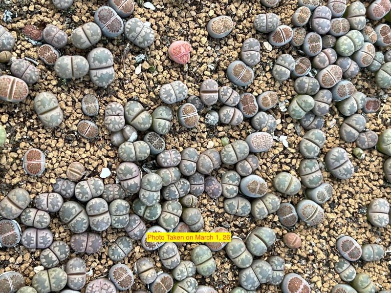 Lithops otzeniana  - in pink per pc