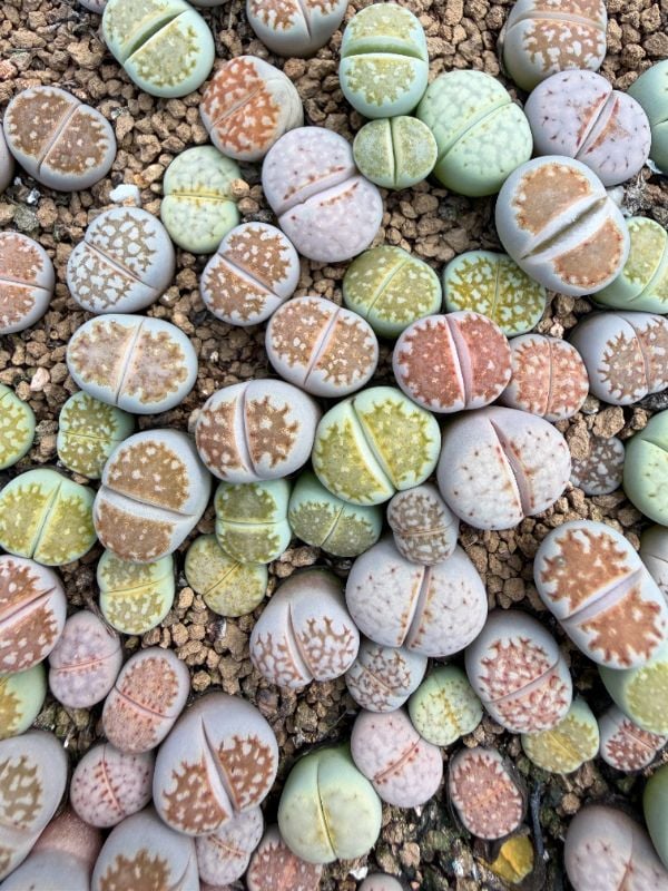 Lithops julii C63B