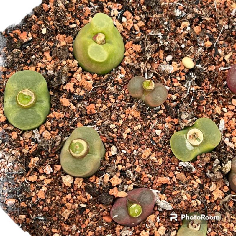 Conophytum. Maughanii per pc