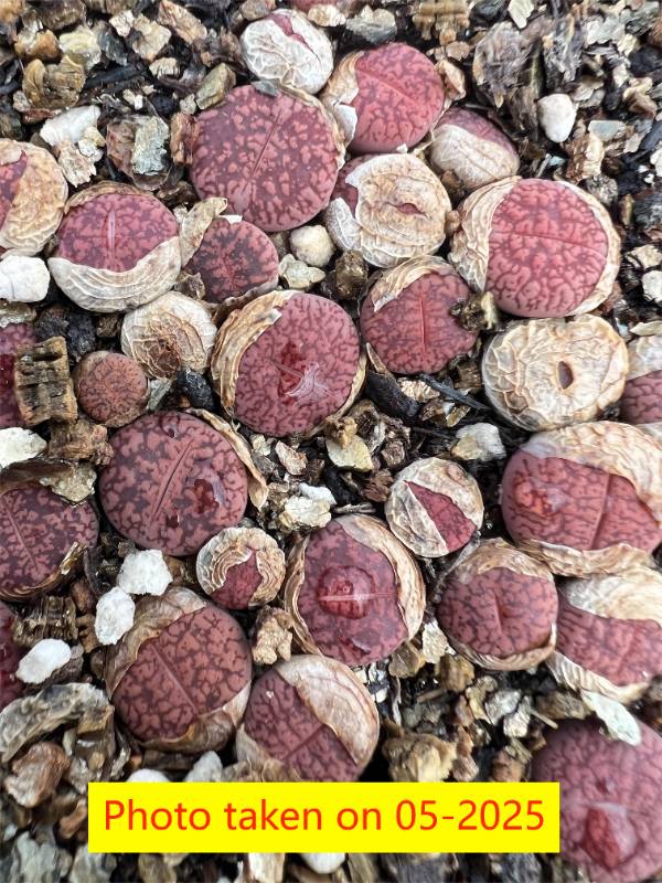 L.  aucampiae  ssp. aucampiae v. aucampiae ' Rudesheim Ruby  ' - Firebrandt