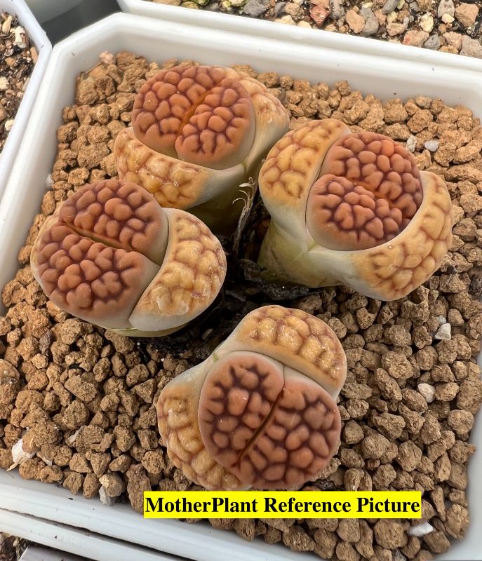 Lithops karasmontana syn. Mickbergensis C169 | Discover Rare