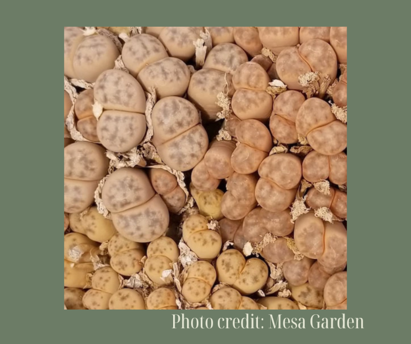 L. dinteri ssp. Frederici' C180林氏玉神笛 -Seeds capsule (estimate: at least 200 pcs seeds)