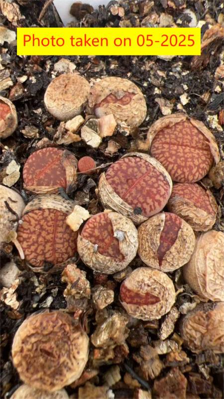 LMP4
L. aucampiae ssp. euniceae v. euniceae
Hopetown