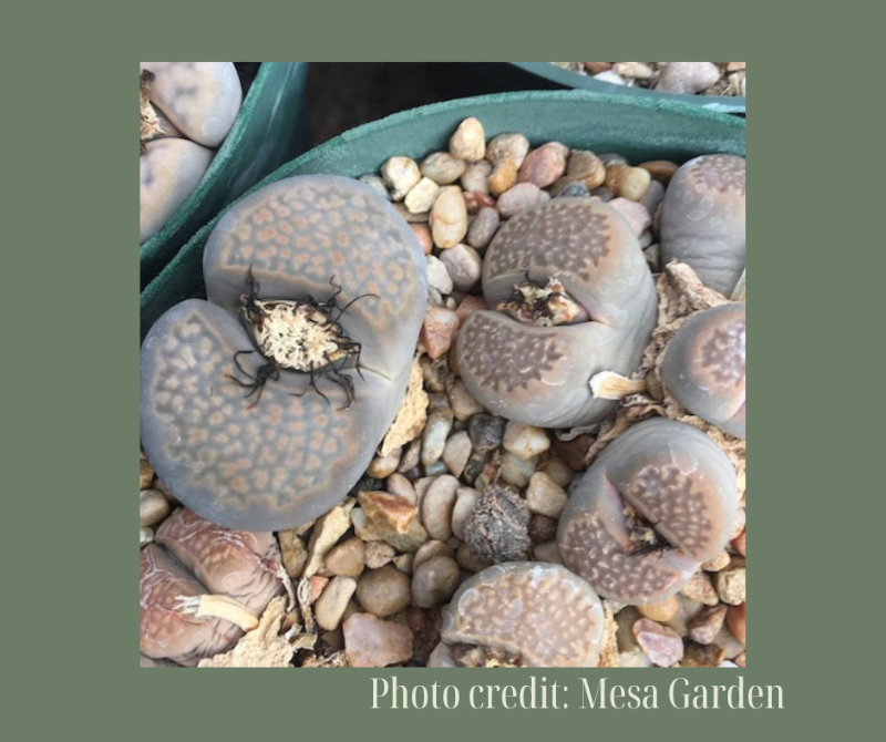 L. hallii v. hallii C52巴厘玉1598 -Seeds capsule (estimate: at least 200 pcs seeds)