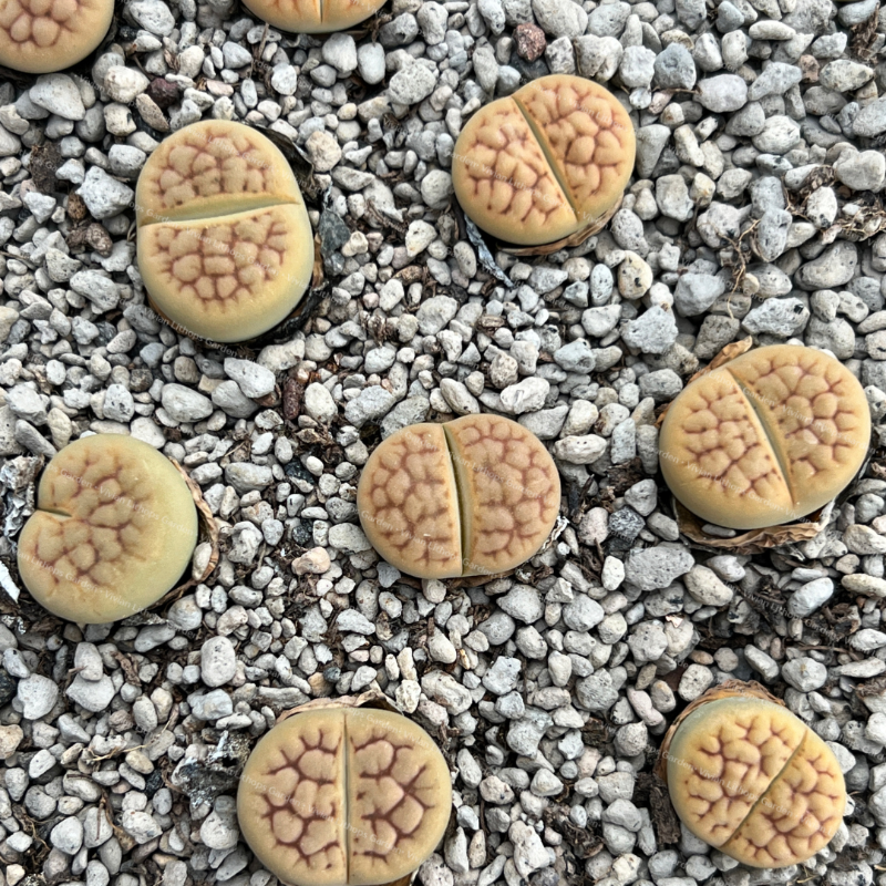 Lithops hookeri v. lutea 'Aubarede'
C38A