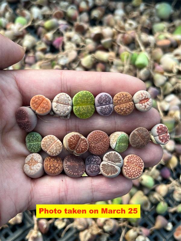 Spicy Lithops Mix - 20 pcs set