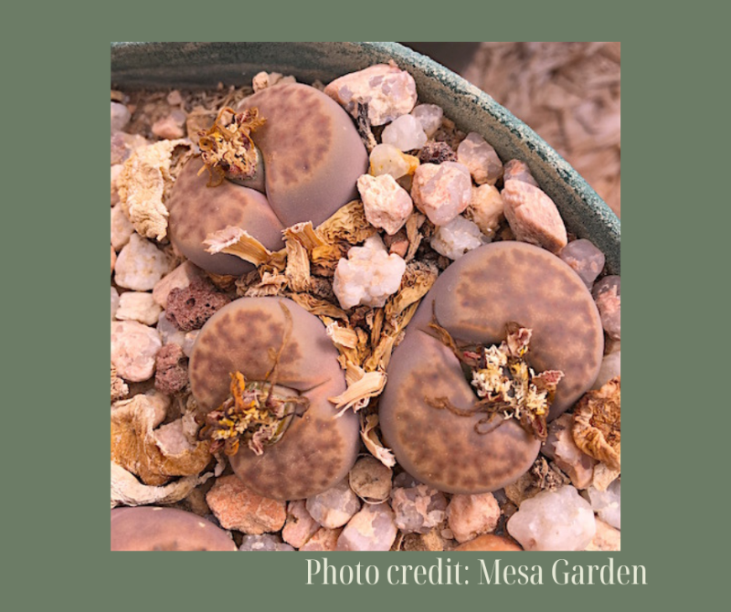 L. bromfieldii v. bromfieldii C279柘榴玉 1557 -Seeds capsule (estimate: at least 200 pcs seeds)