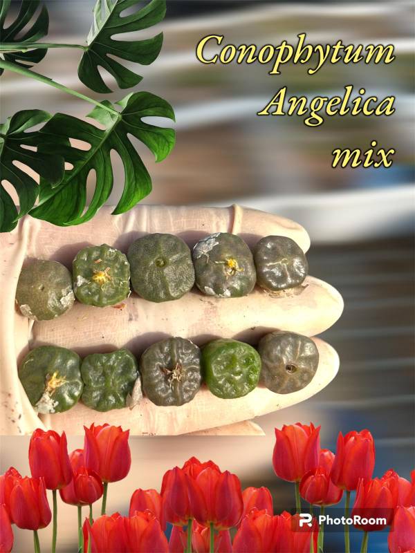 Conophytums Angelica Mix - per pc