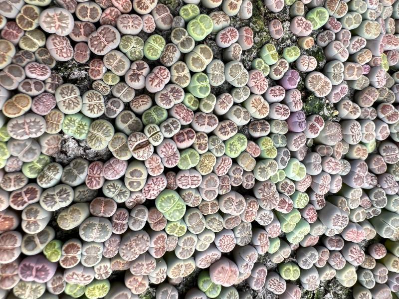 Lithops Kiku - green and multi color 1 + year - sell in whole tray