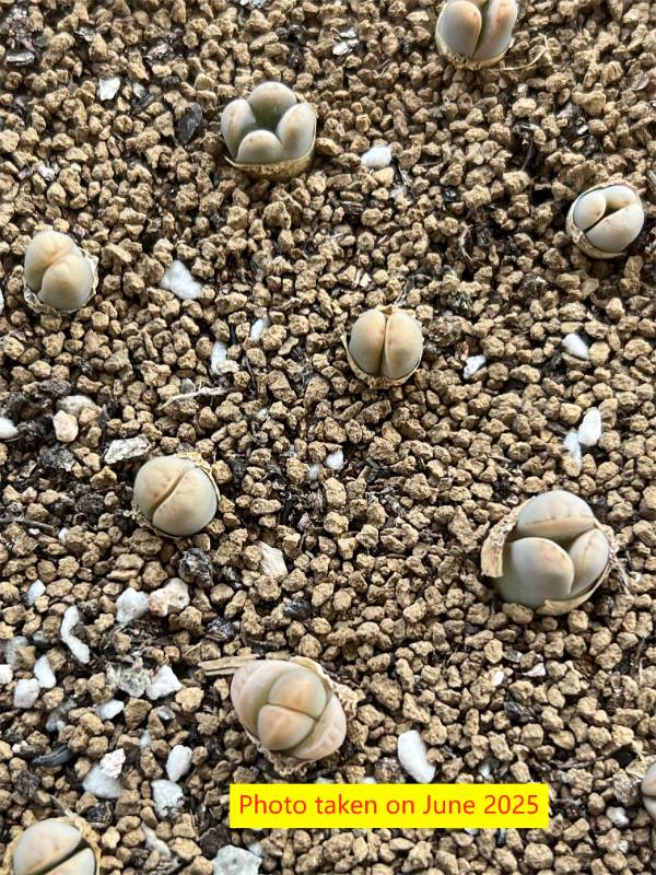 Lithops "White Rabbit"  1.5 years old