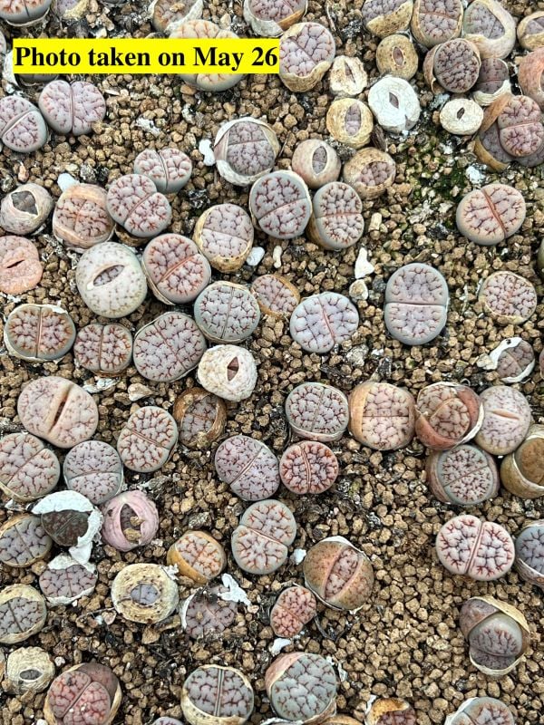 Hybrid - Lithops gracilidelineata var. waldroniae C189 Hybrid