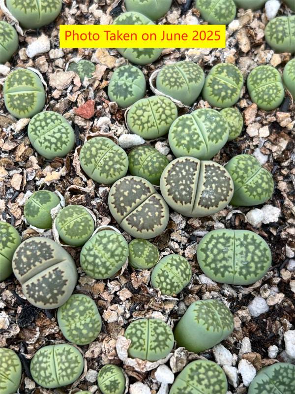"Fullergreen"   Lithops  julii  ssp. fulleri v. fulleri ' Fullergreen  ' C56A