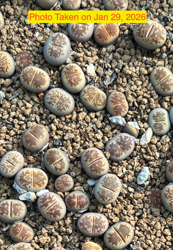 Lithops dorotheae ‘Zorro’ per piece