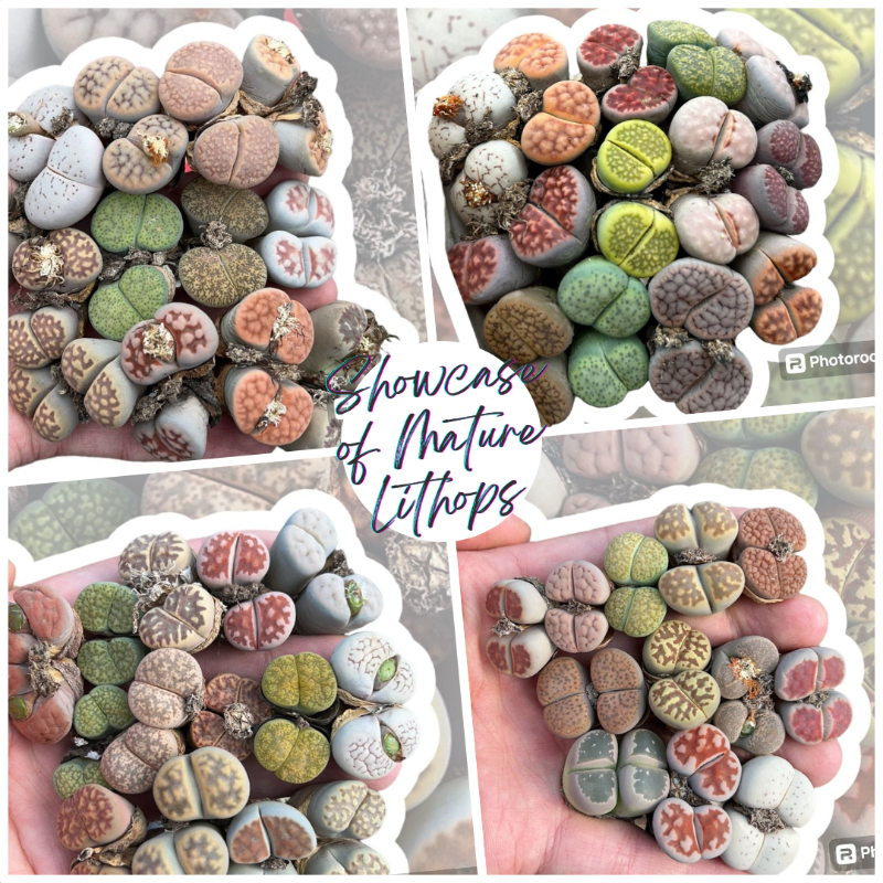 "Showcase of Mature Lithops: A Vibrant Mosaic of Textures and Hues" - 20 pcs set