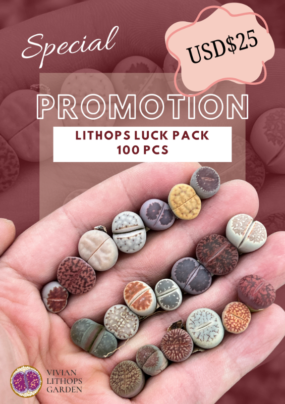 Lithops Luck Pack - 100 pcs set