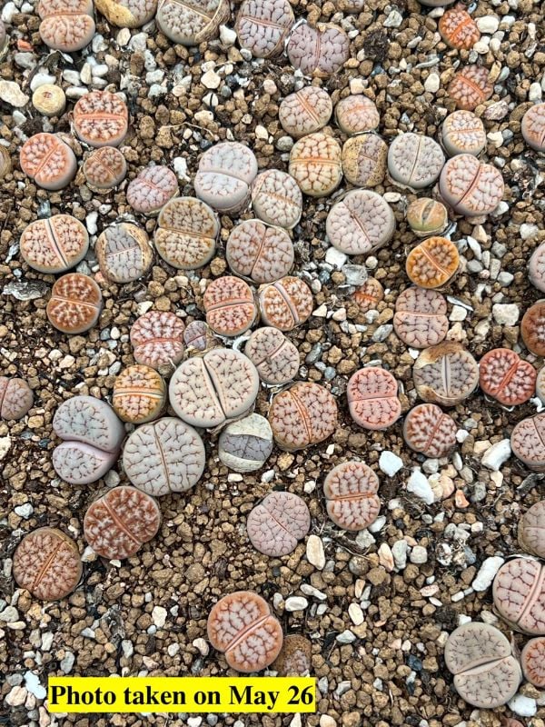 Lithops gracilidelineata var. waldroniae (C189) X Lithops  gracilidelineata  v. gracilidelineata ' Cafe au lait  ' 189拿铁