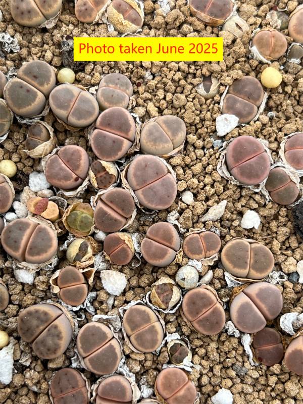 Lithops dinteri  ssp. dintteri v. brevis C84
