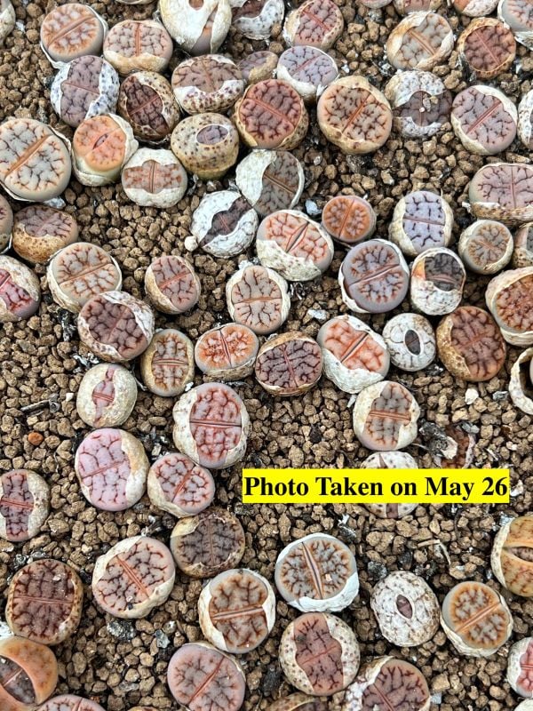 EX 394 Lithops  gracilidelineata  ssp. brandbergensis