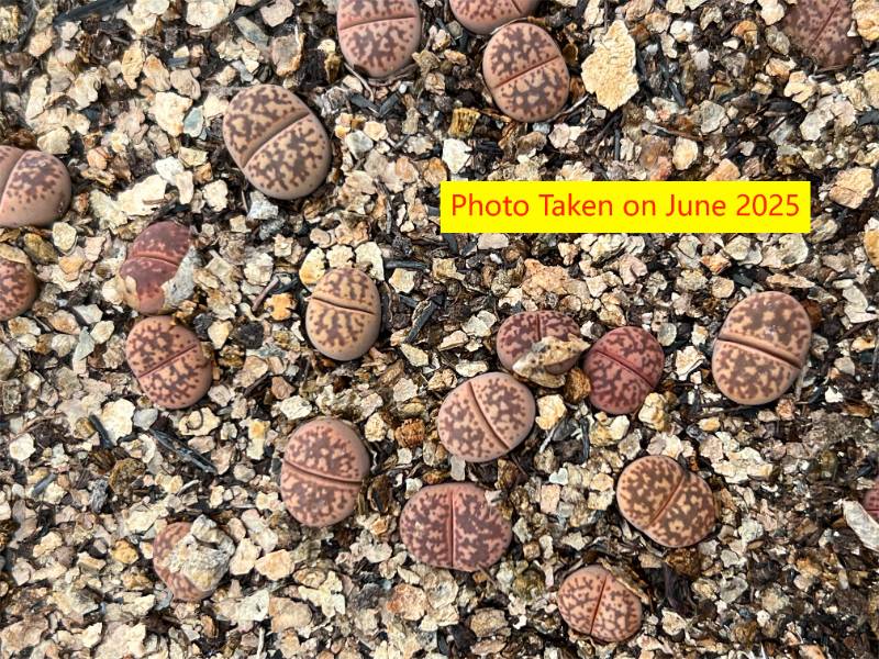 Hanawared' 
Lithops gesinae v. annae 'Hanawared'