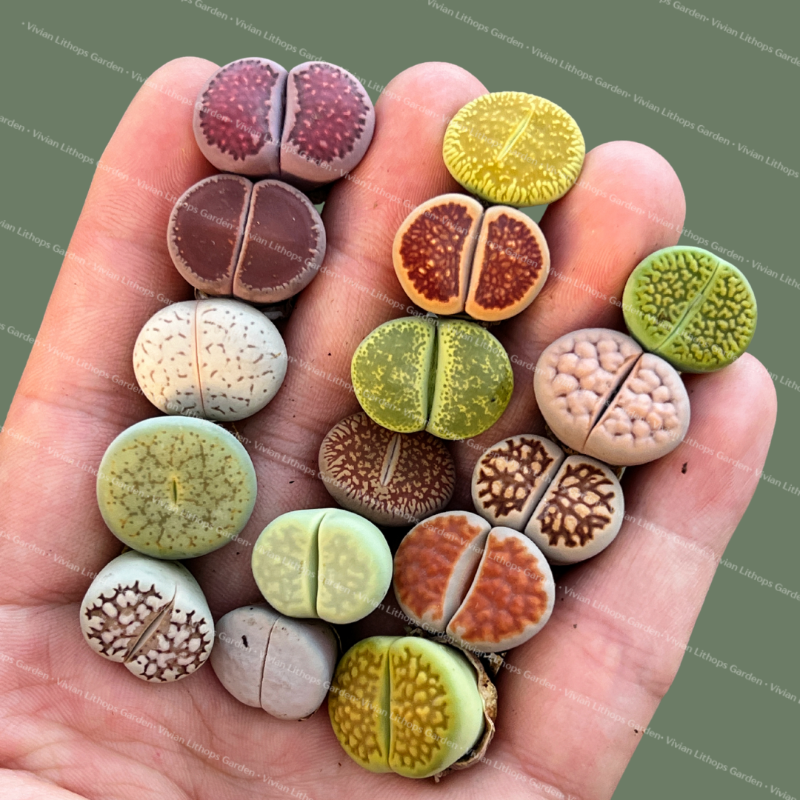 Nature's Living Artworks - buy 50 get 55 pcs , buy 100 get 115 pcs or buy 300 get 330 pcs