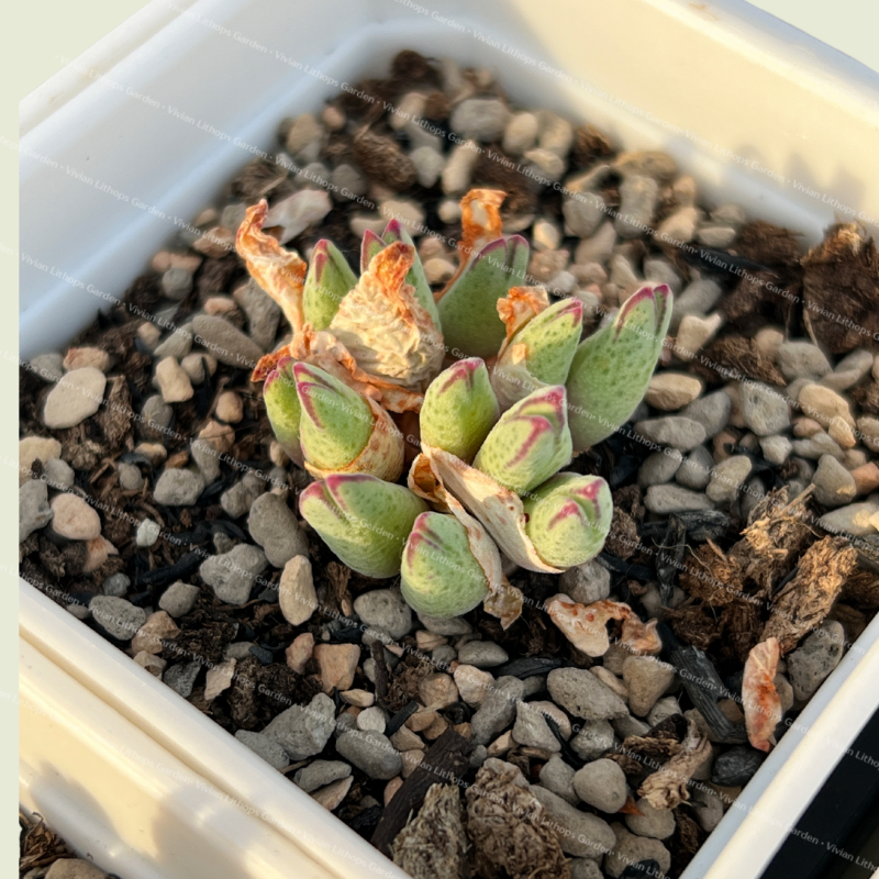 Conophytum Blandum ARM985 - Around 12 heads cluster