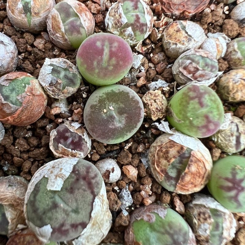 Conophytum Hybrid (Maughanii X C. Minimum Wittebergense)