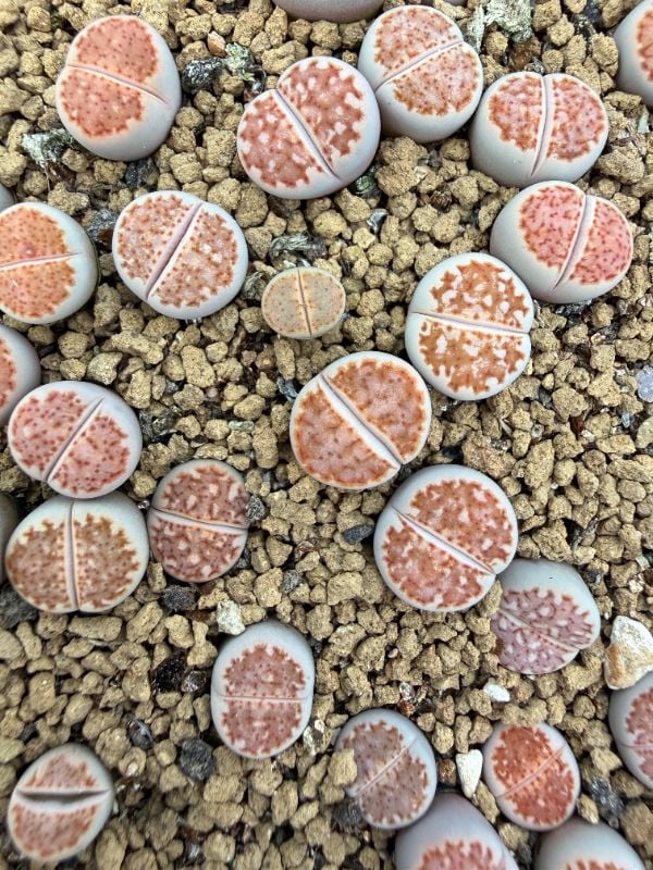 Lithops julii F109R