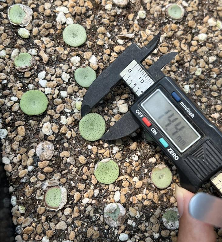 Conophytum crateriforme Vaalheuwal
