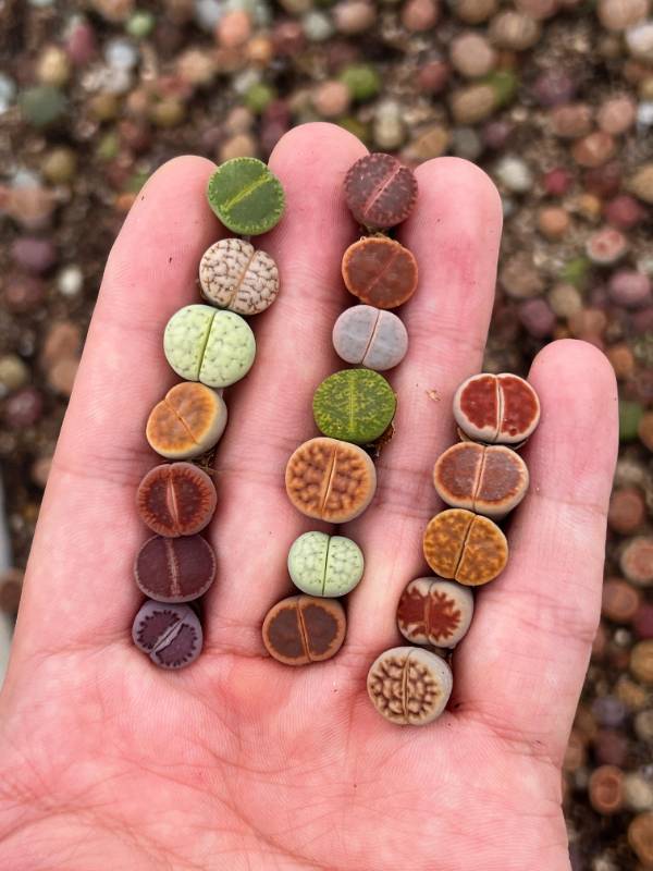 A Rainbow of Rare Lithops - 100 Mixed Succulents at a Steal!