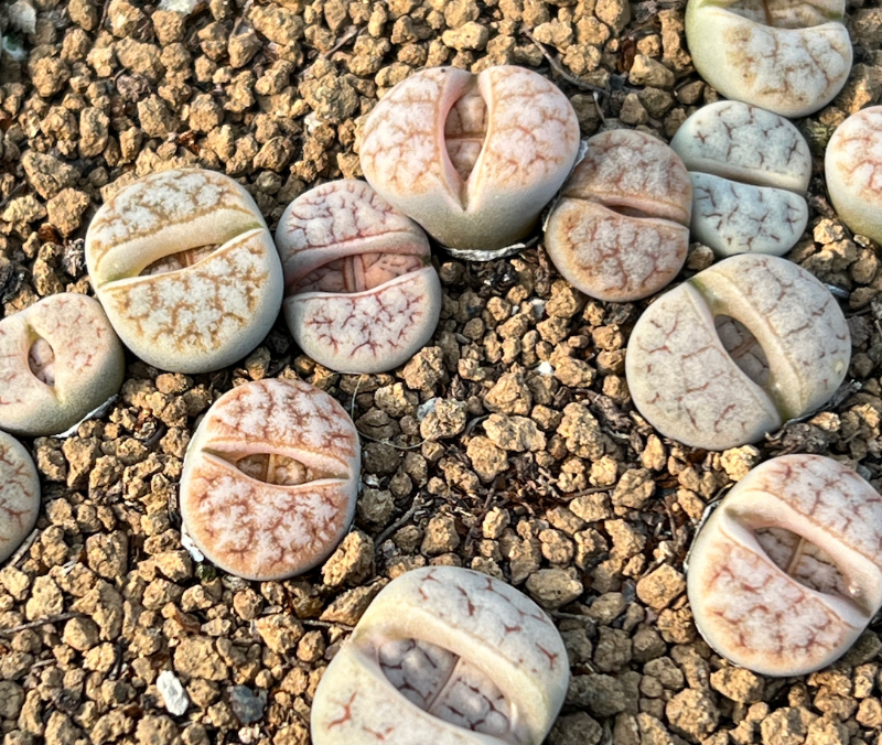Lithops gracilidelineata C262 ex – Rare Fine-Lined Living Stones, Random Pick