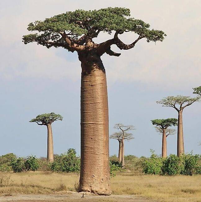 *BAOBAB carrier oil - org